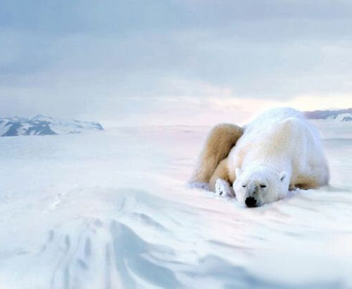 8efc9a4a1f9cda414831e6abcbc90317 Polar Bear