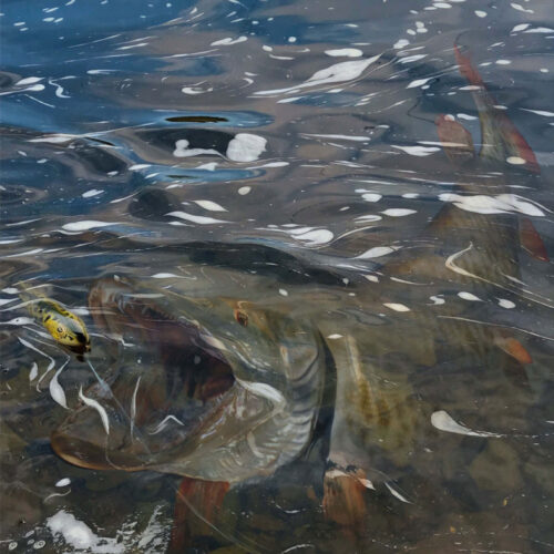 b28ff0ae58a831e79fdc6a1a38a76a74 Angler